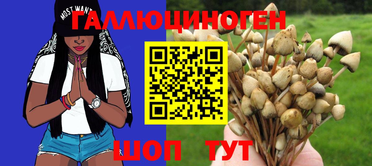 Егорьевск  Галлюциногенные грибы Psilocybine cubensis  Вход с VPN 